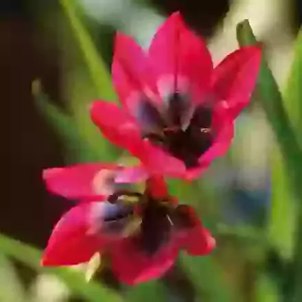 Little Beauty